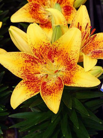 Lilium_Tiny_Nugget[1].jpg