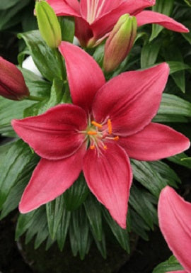 Lilium_Tiny_Pearl.jpg