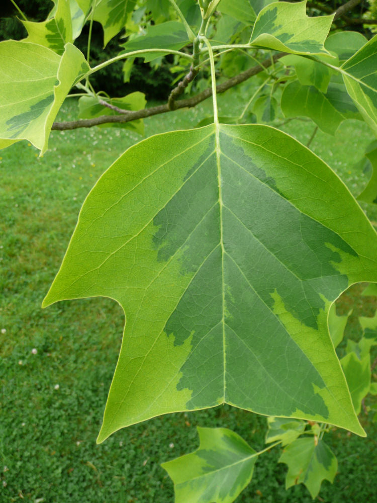 Liriodendron_tulipifera_Aureomarginatum.JPG