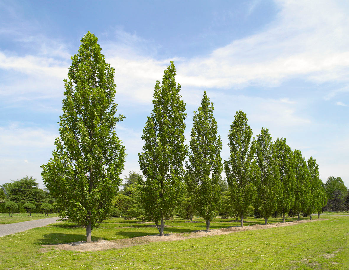 Liriodendron_tulipifera__Fastigiatum.jpg