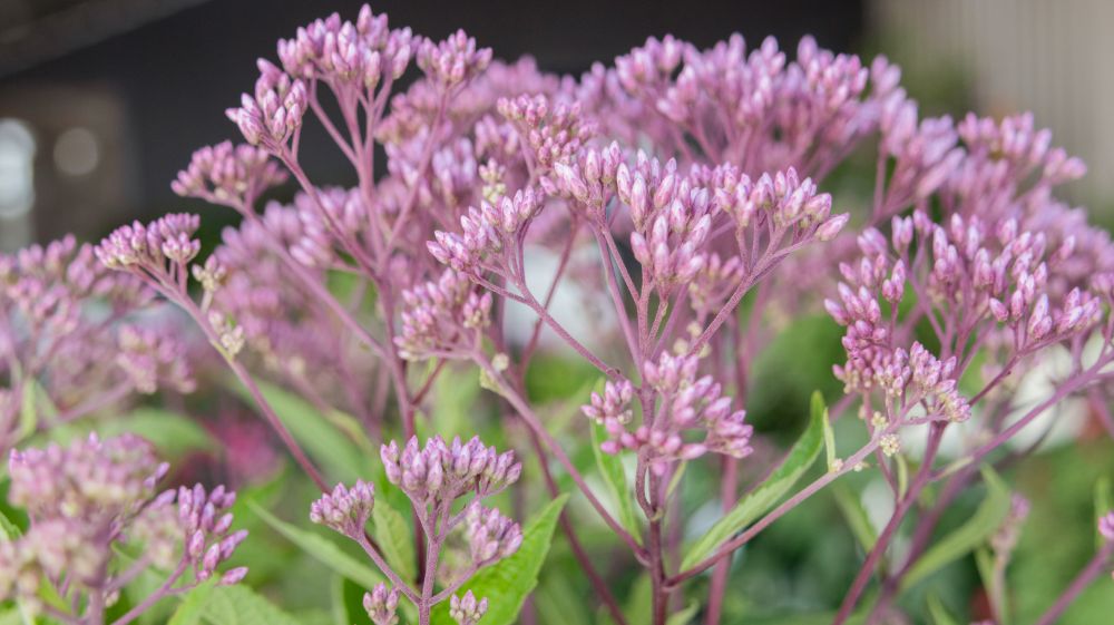 Little Pye Joe Pye Weed_WF_082726.jpg