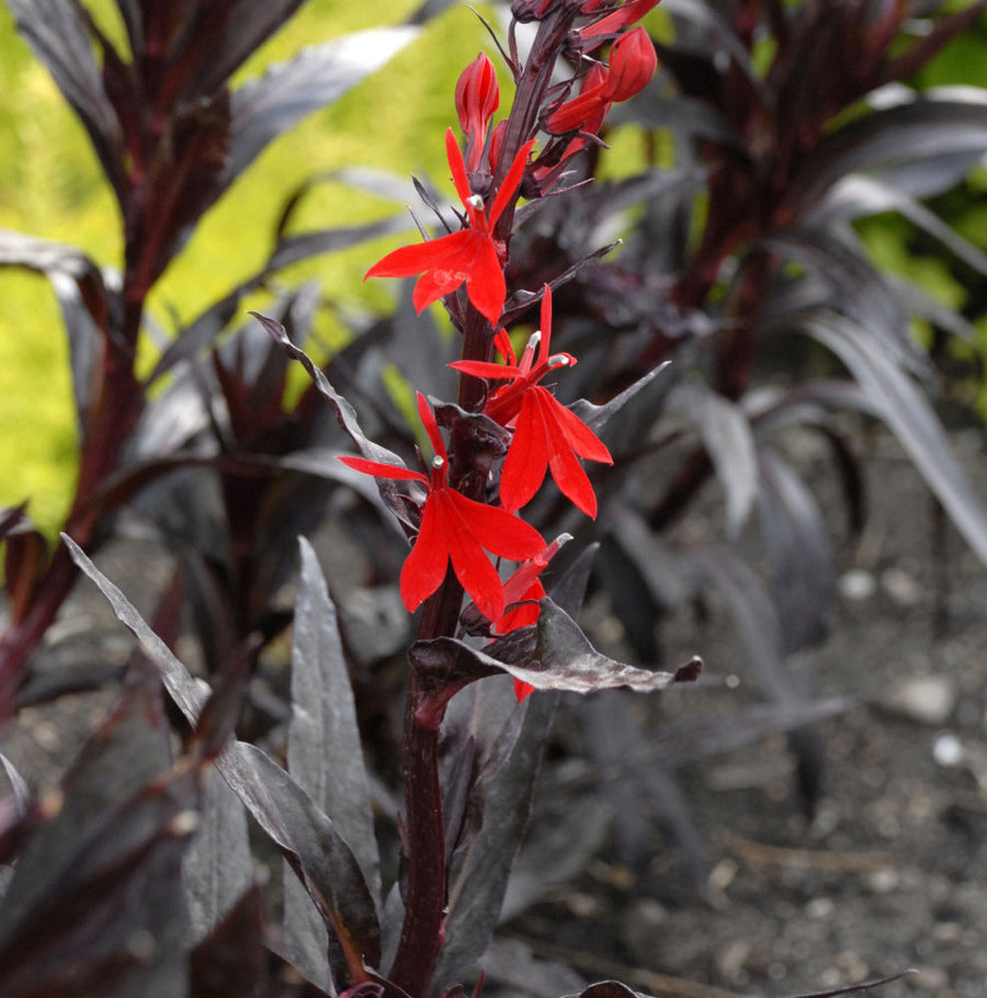 Lobelia Queen Victoria.jpg