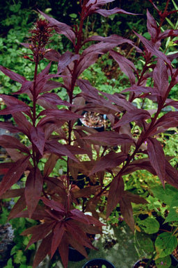 Lobelia_black_truffle_small.jpg