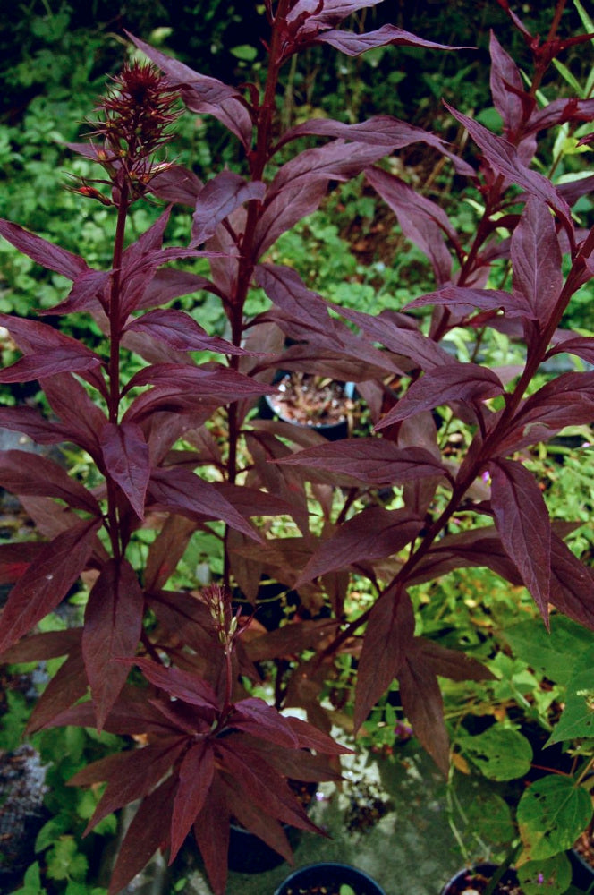 Lobelia_black_truffle_small.jpg