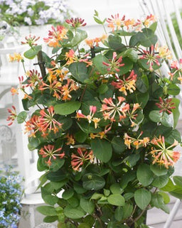 Lonicera Coral Star.jpg