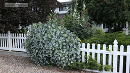 Lonicera Kintzleys Ghost IMG_9597.jpg