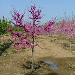 Lucious-Lavender-redbud-2.jpg