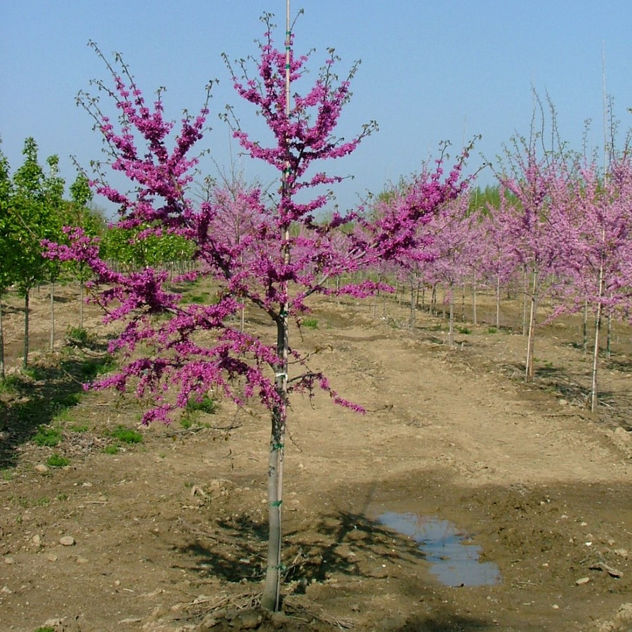 Lucious-Lavender-redbud-2.jpg