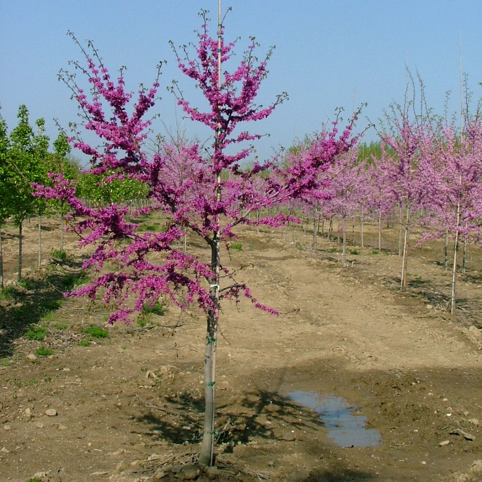 Lucious-Lavender-redbud-2.jpg