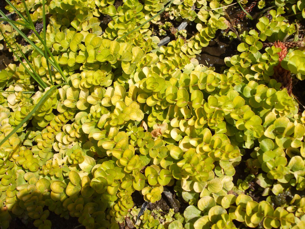 Lysimachia Nummularia Aurea.jpg