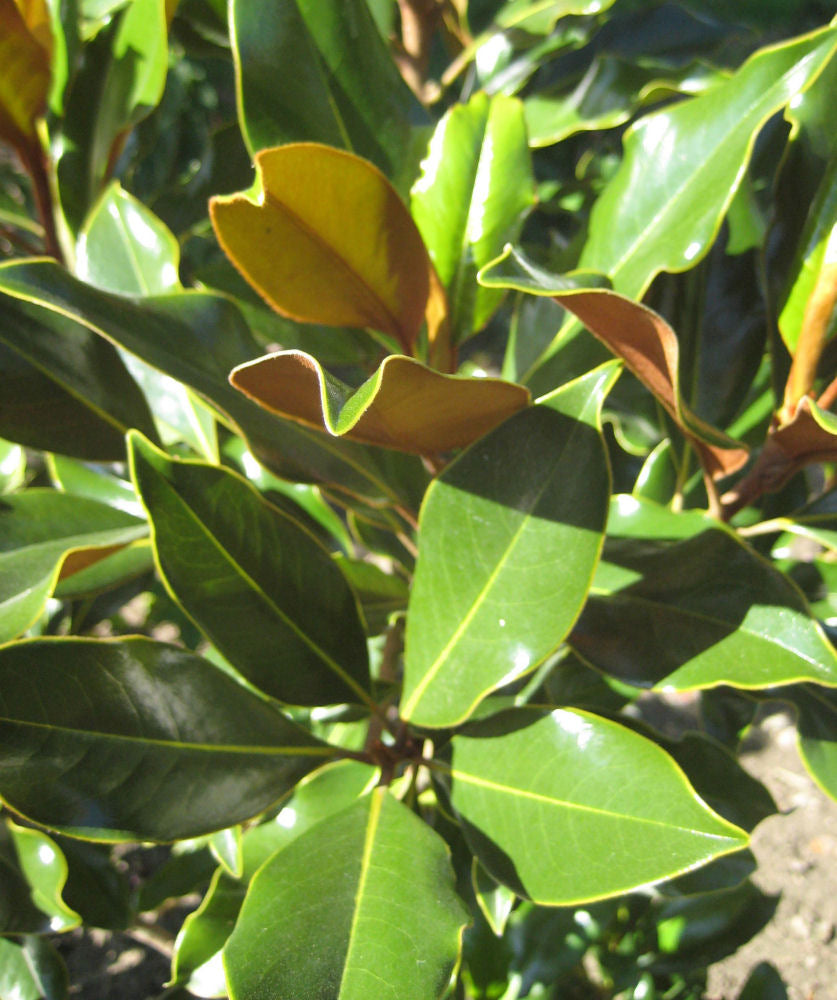 MAGNOLIA EDITH BOGUE FOLIAGE.jpg