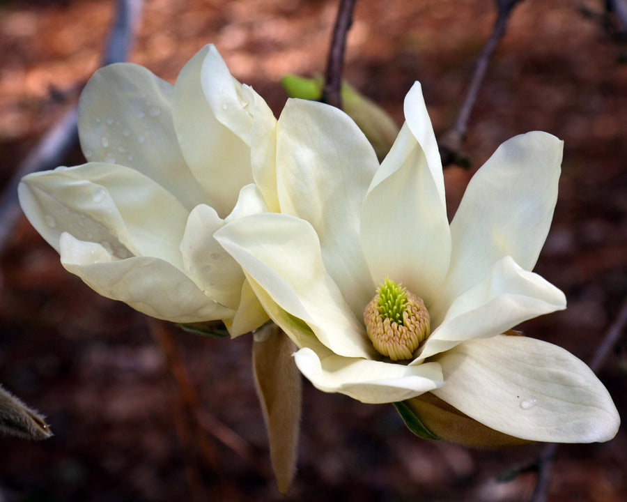 MAGNOLIA_ELIZABETH.jpg