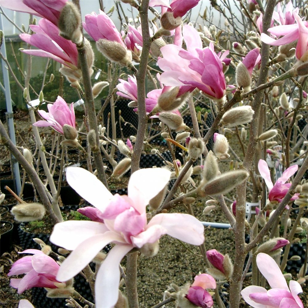 MAGNOLIA LEONARD MESSEL.jpg