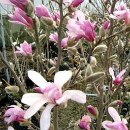 MAGNOLIA LEONARD MESSEL.jpg