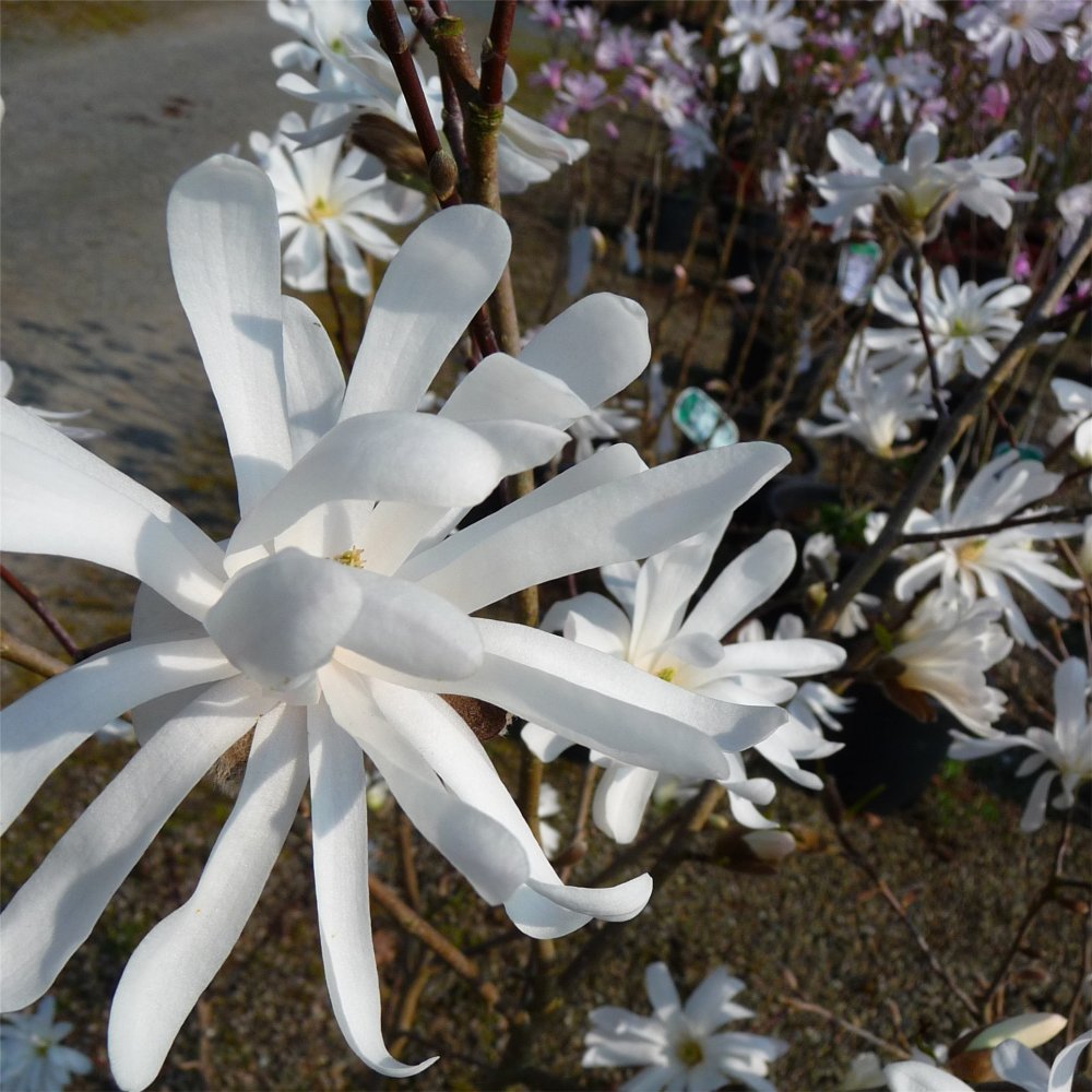 MAGNOLIA ROYAL STAR.jpg