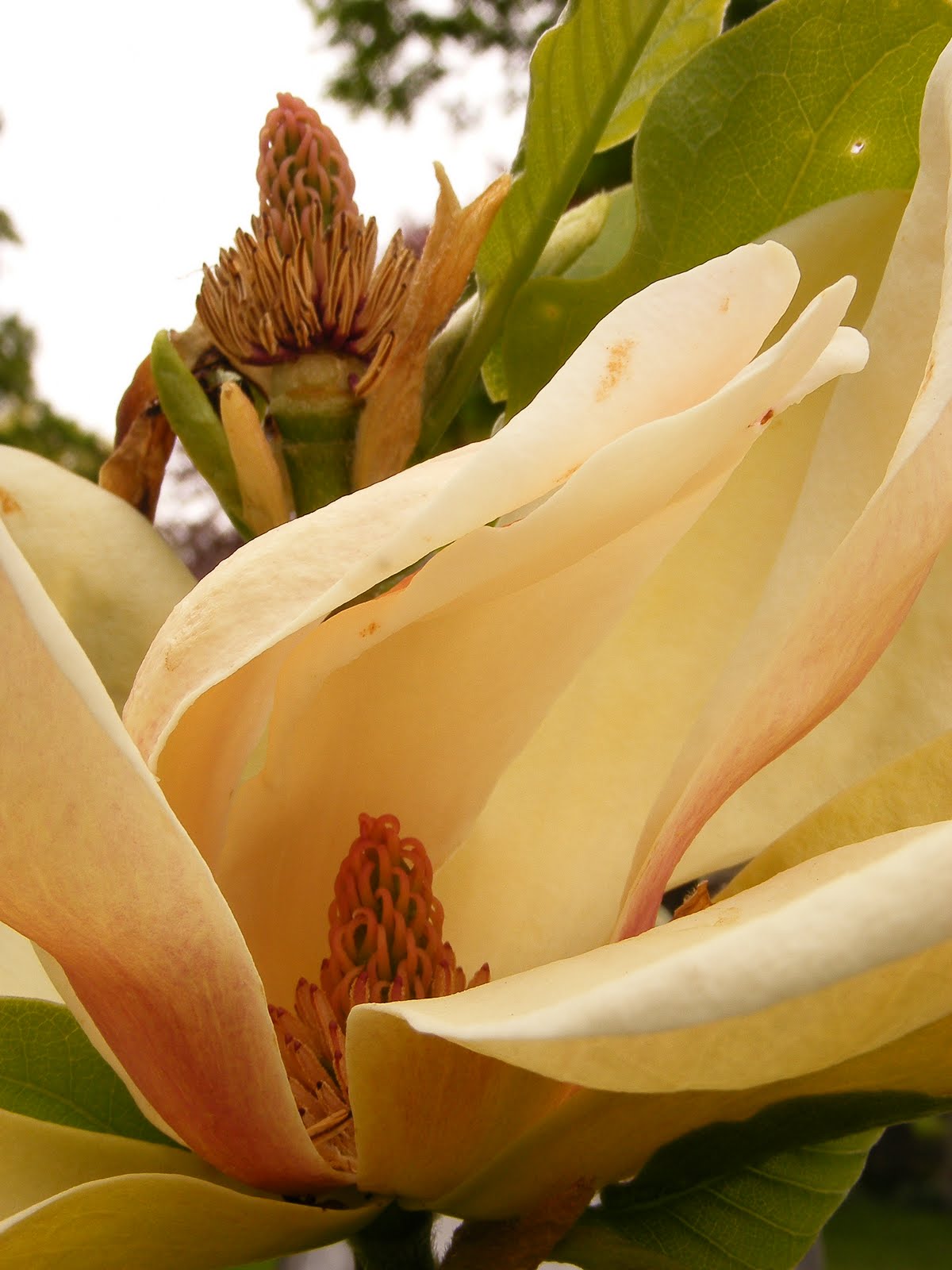 MAGNOLIA_X_SUNSATION.JPG