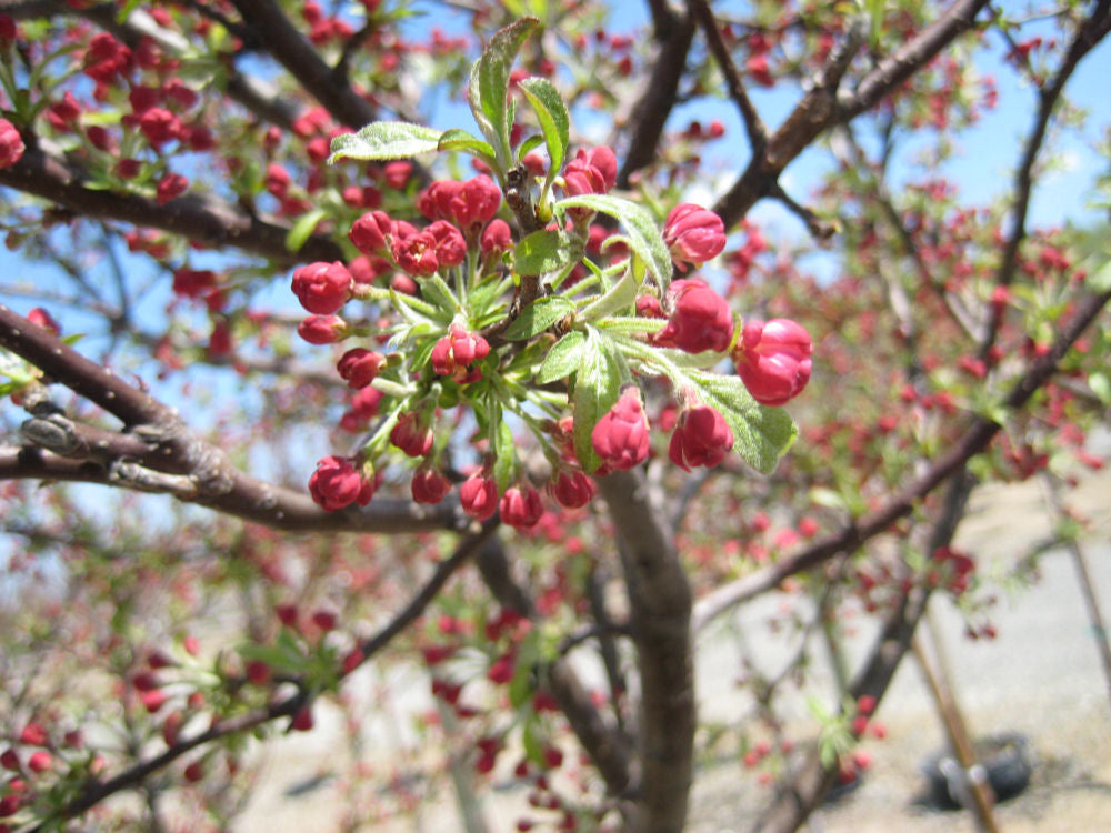 MALUS CORALCOLE FLWR.jpg