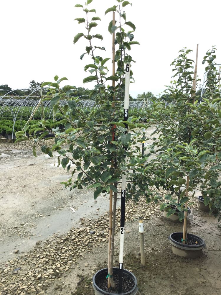 MALUS FRUIT - EARLY FUJI G7 60in.jpg