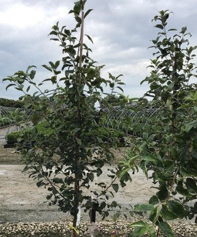 MALUS FRUIT - HONEYCRISP3.jpg