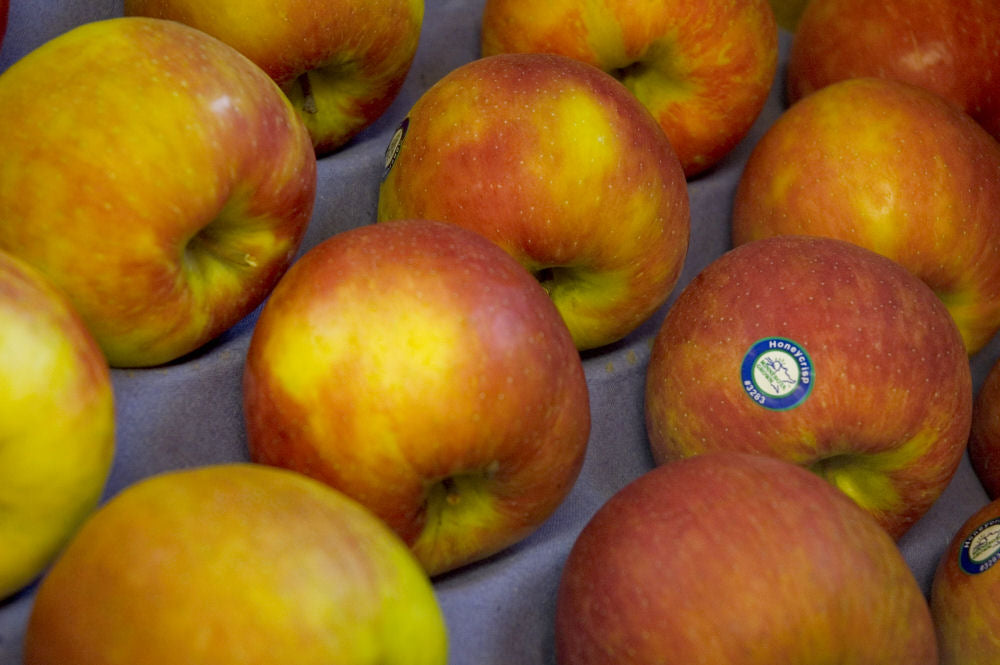 MALUS_HONEYCRISP.jpg
