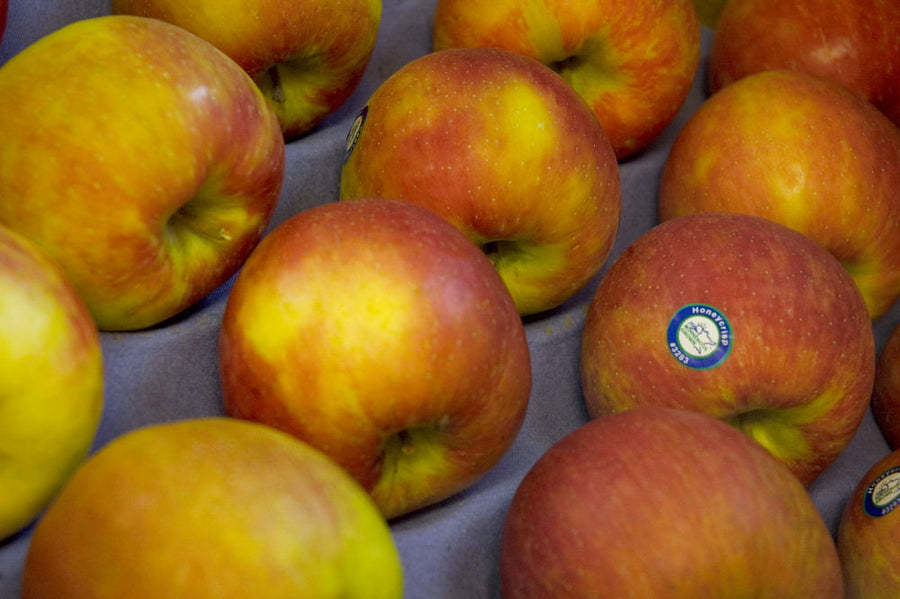 MALUS_HONEYCRISP.jpg