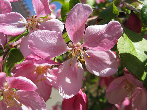 MALUS LOUISA.jpg