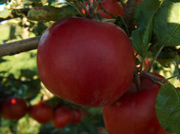 MALUS_MCINTOSH.jpg