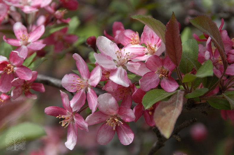MALUS PARRSI.jpg