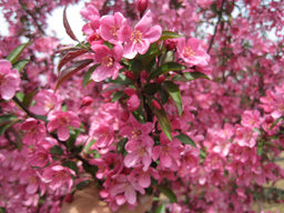 MALUS PRAIREFIRE FLWR FIELD.jpg
