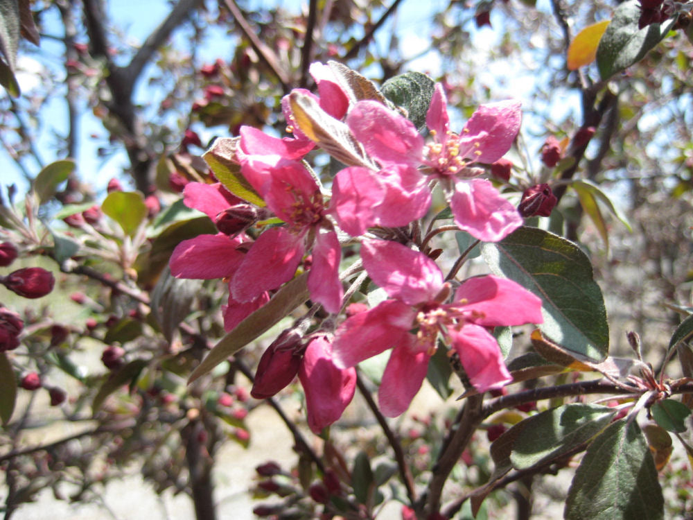 MALUS PROFUSION FLWR.jpg