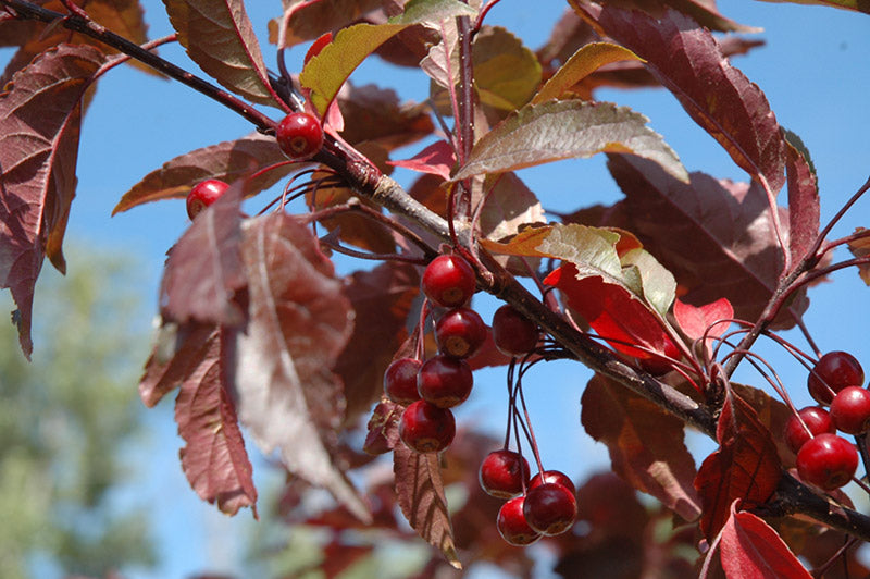 MALUS_ROYAL_RAINDROPS.jpg