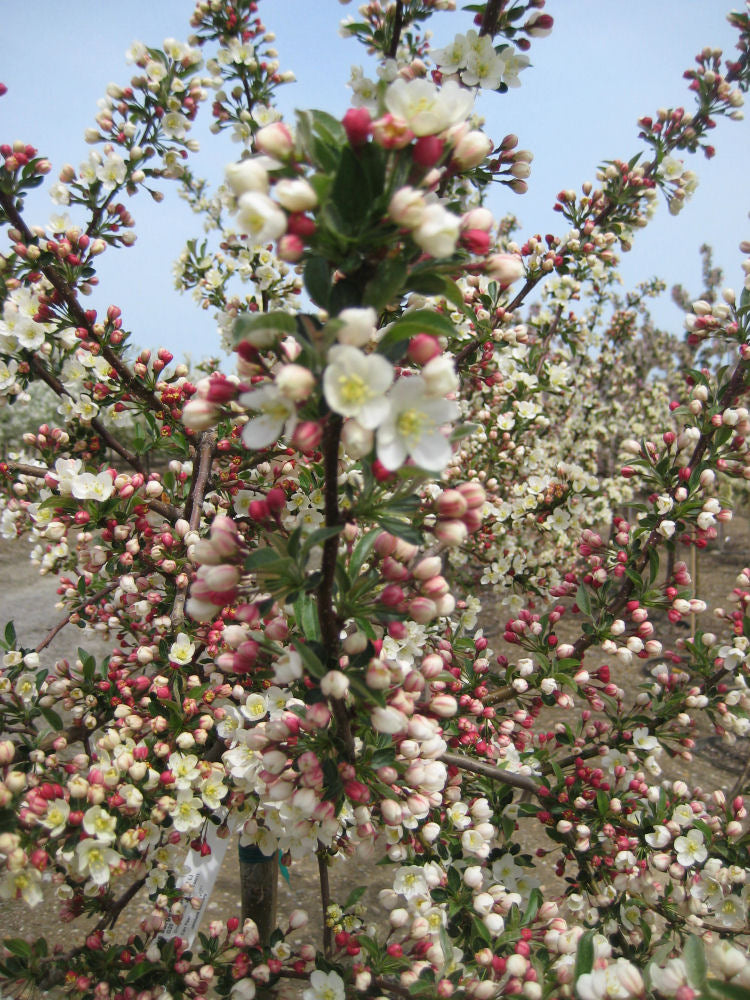 MALUS SARGENTINA FLWR.jpg
