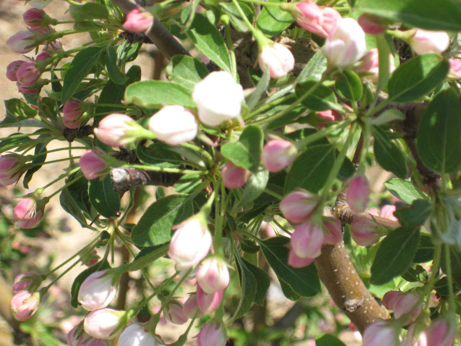 MALUS SUGARTYME FLWR.jpg