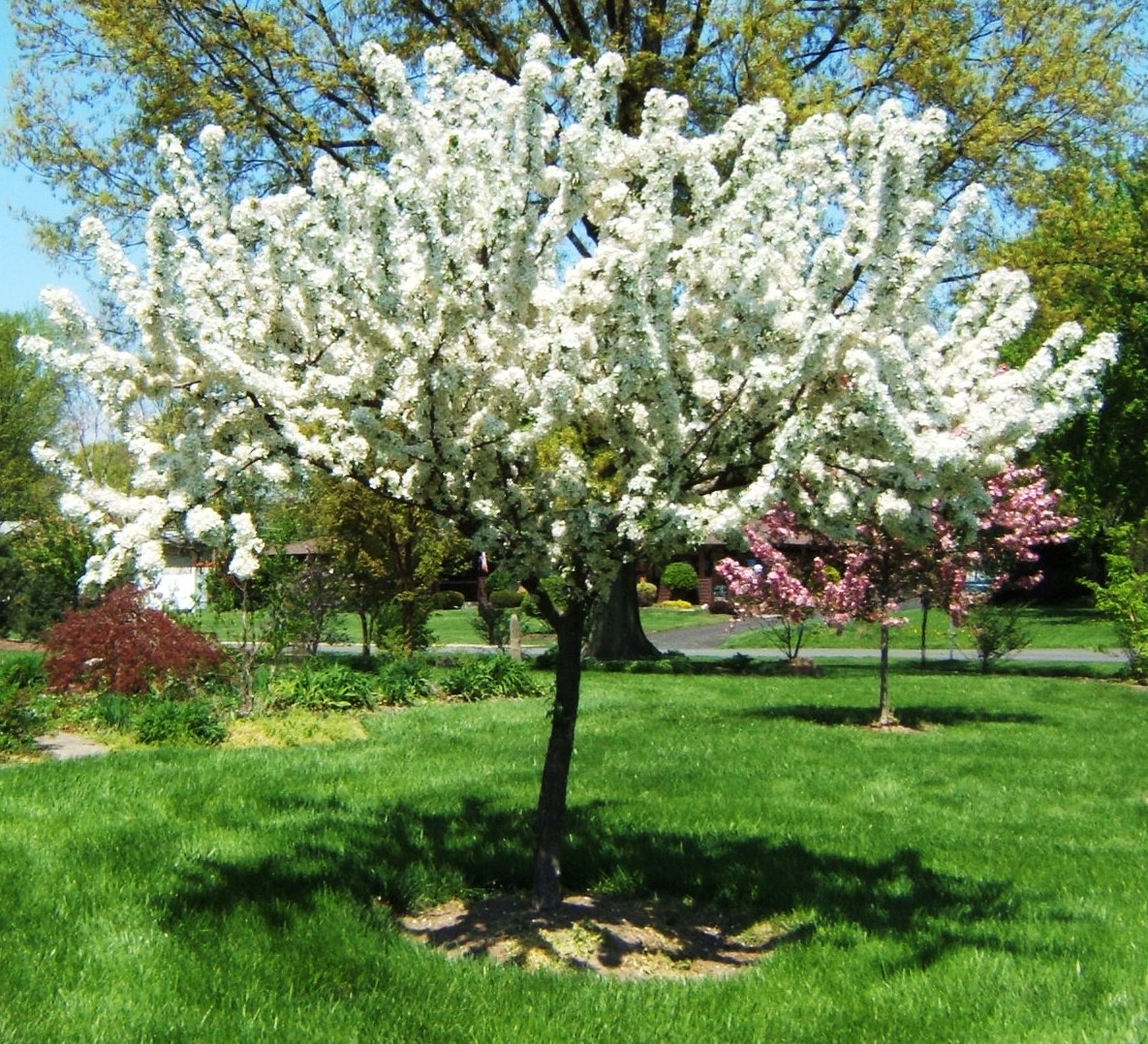 MALUS ZUMI CALOCARPA.jpg