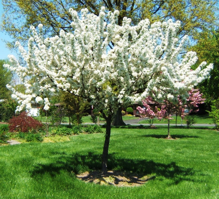 MALUS ZUMI CALOCARPA.jpg