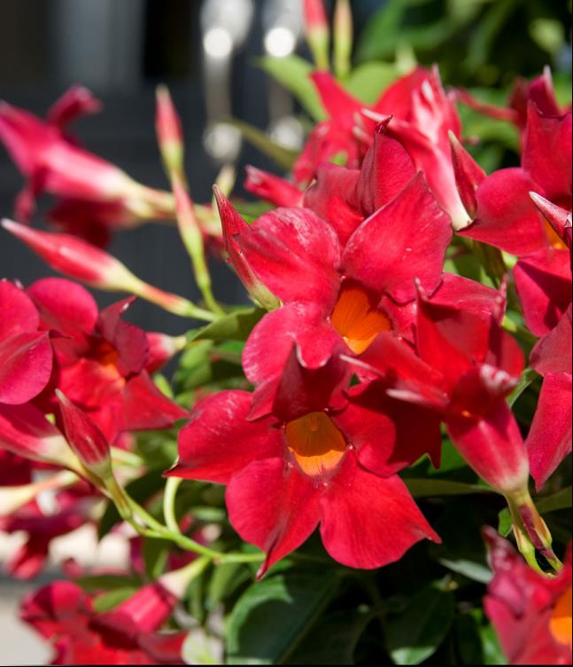 MANDEVILLA SUN PARASOL CRIMSON.jpg