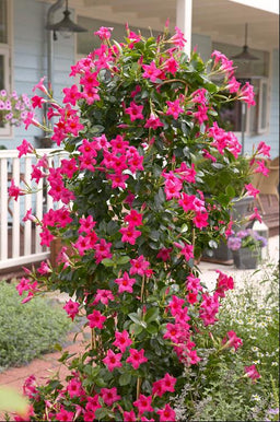 MANDEVILLA SUN PARASOL PINK.jpg