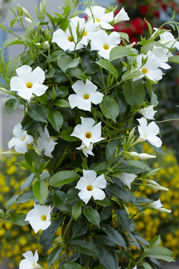 MANDEVILLA SUN 'PARASOL White.jpg