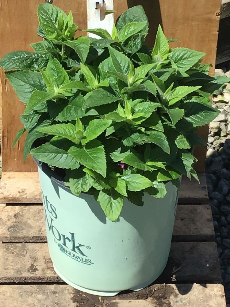 MONARDA 'POCAHONTAS PINK'  19CM PTW3.jpg