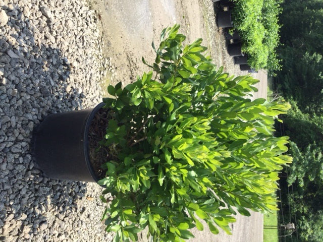 MYRICA%20P.%20'BOBBEE'%20G3%2015in%206-14-17[1].jpg