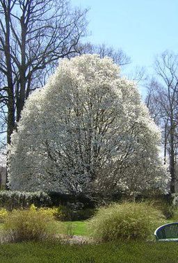 Magnolia_Wadas_Memory.jpg