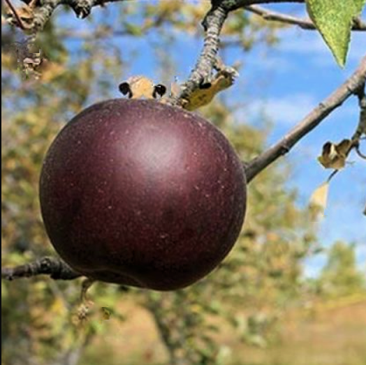 Malus-Arkansas_Black.png