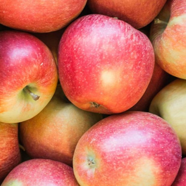 Malus-braebum.png