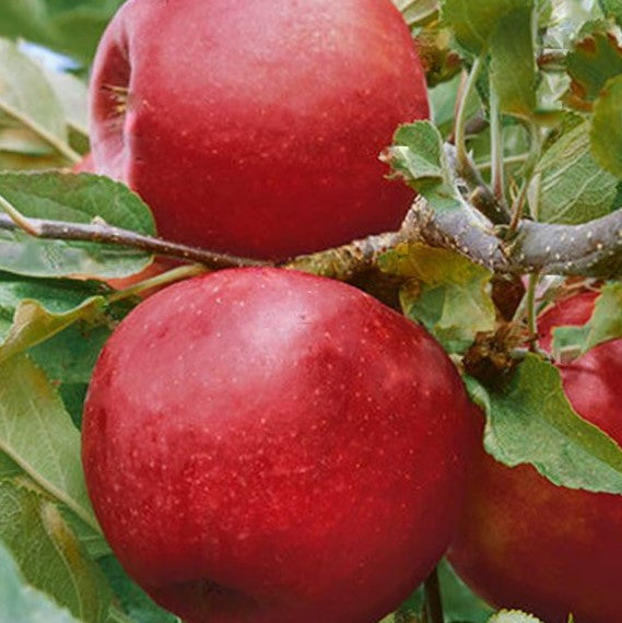 Malus-fruit_empire.jpg