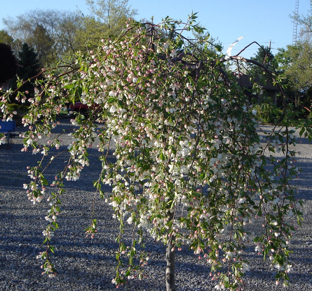 Malus April Showers.jpg