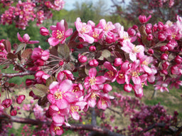 Malus Purple Prince.jpg
