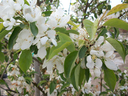 Malus Spring Snow.jpg
