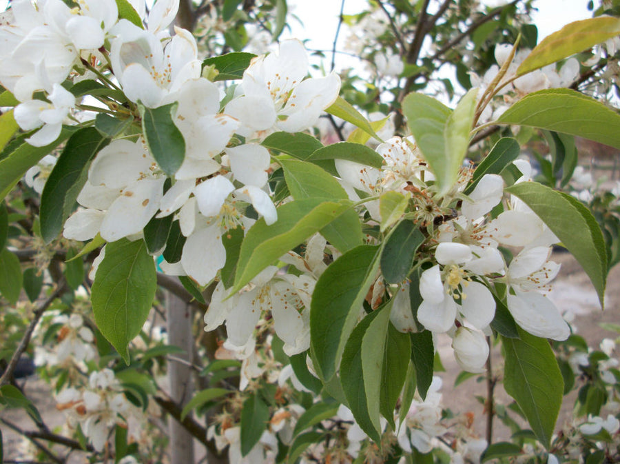 Malus Spring Snow.jpg
