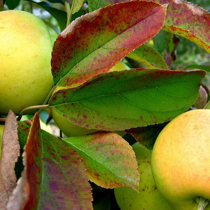Malus_Yellow_Delicious.jpg