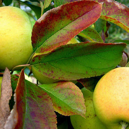 Malus_Yellow_Delicious.jpg